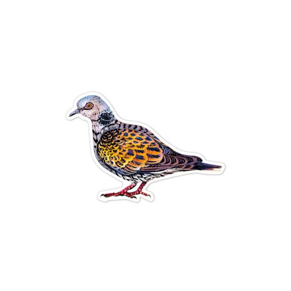 Avenir – Scratch Stickers -Bird Multicolour | Decorate and colour the 4 ferocious stickers with scratch art | For ages 3 years+