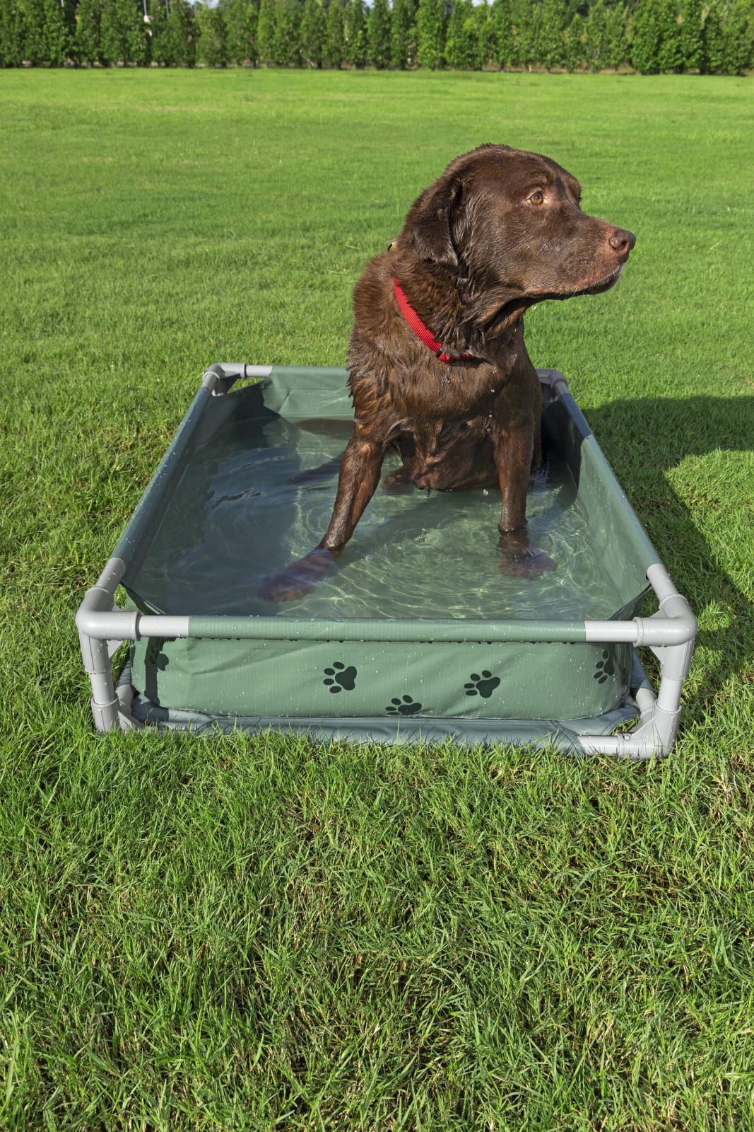 Bestway - BWAY POOL FETCHIN PET PLAY/BED 102X74X20